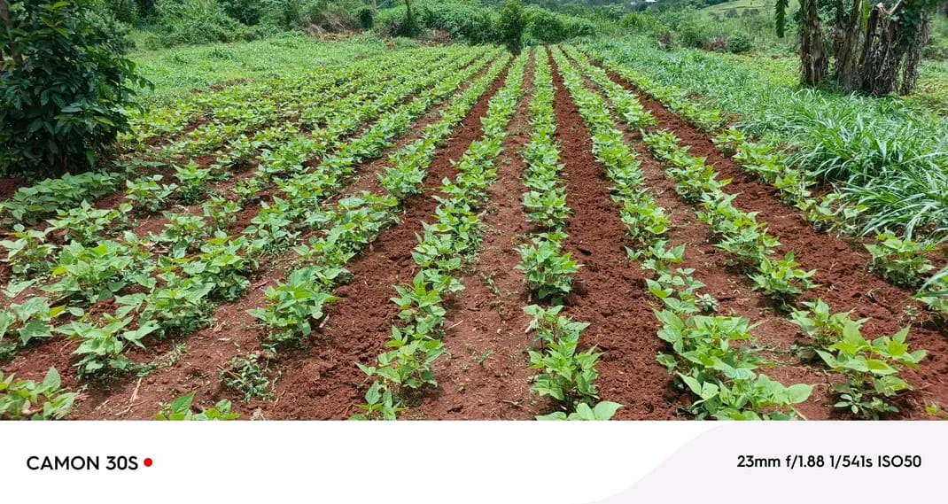 Agriculture & Food Security